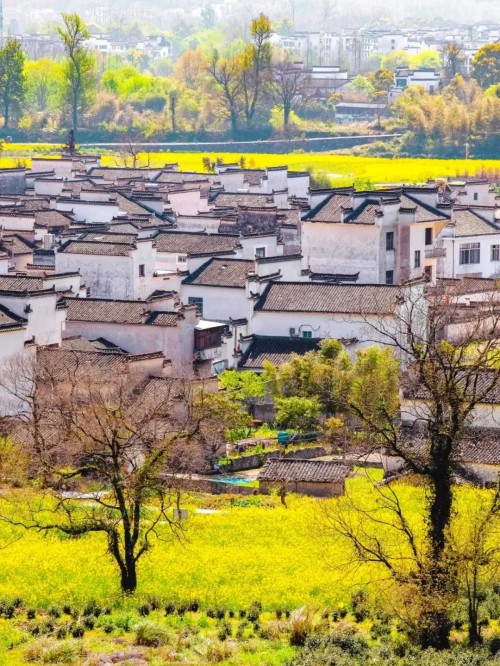 婺源篁岭一日游：油菜花海与徽派古村之旅